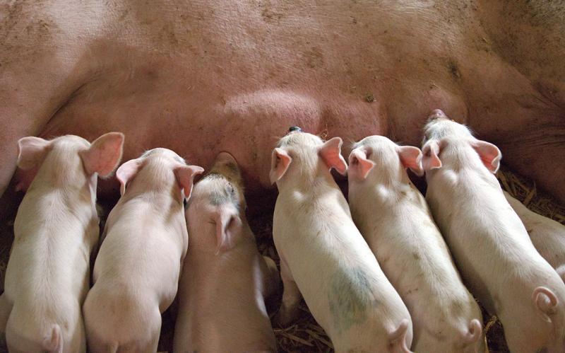 Erinnerung: Verwendungsnachweis Maßnahme Schwein – ThürTierwohlförderung